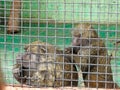 Family group of Hamadryas baboon monkeys resting with rocks as background. Monkey behind bars Royalty Free Stock Photo