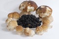 Family group of isolated porcini mushrooms large and small with blackberry, steinpilz