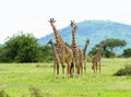 Family group of Masai Giraffe in the Serengeti Royalty Free Stock Photo