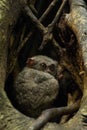 Tarsiers Tarsius tarsier family nesting in a tree in Tangkoko National Park, North Sulawesi, Indonesia. Royalty Free Stock Photo