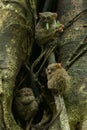 Tarsiers Tarsius tarsier family nesting in a tree in Tangkoko National Park, North Sulawesi, Indonesia. Royalty Free Stock Photo