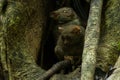 Tarsiers Tarsius tarsier family nesting in a tree in Tangkoko National Park, North Sulawesi, Indonesia.