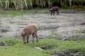 Family Group of Wart Hogs Grazing Eating Grass Food Together