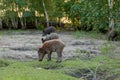 Family Group of Wart Hogs Grazing Eating Grass Food Together