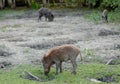 Family Group of Wart Hogs Grazing Eating Grass Food Together Royalty Free Stock Photo