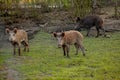 Family Group of Wart Hogs Grazing Eating Grass Food Together Royalty Free Stock Photo