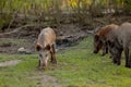 Family Group of Wart Hogs Grazing Eating Grass Food Together