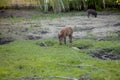 Family Group of Wart Hogs Grazing Eating Grass Food Together Royalty Free Stock Photo