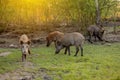 Family Group of Wart Hogs Grazing Eating Grass Food Together Royalty Free Stock Photo
