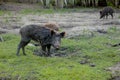 Family Group of Wart Hogs Grazing Eating Grass Food Together