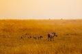 Family group of warthogs in Kenya savanna desert