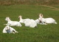 Family group of white farm goats laying down in a field Royalty Free Stock Photo