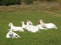 Family group of white farm goats laying down in a field Royalty Free Stock Photo