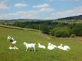 Family group of white farm goats laying down in a field in west yorkshire countryside Royalty Free Stock Photo