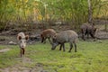 Family Group of wild boar Grazing Eating Grass Food Together