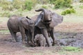 Family of muddy African elephants playing
