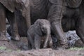 family group of muddy African elephants