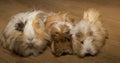 Three guinea pigs of Peruvian varieties.