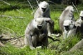 Family Hanuman Langur, Semnopithecus entellus in India is worshiped Royalty Free Stock Photo
