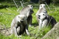 Family Hanuman Langur, Semnopithecus entellus in India is worshiped Royalty Free Stock Photo