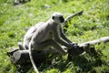 Family Hanuman Langur, Semnopithecus entellus in India is worshiped Royalty Free Stock Photo