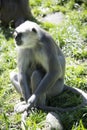 Family Hanuman Langur, Semnopithecus entellus in India is worshiped Royalty Free Stock Photo