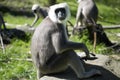 Family Hanuman Langur, Semnopithecus entellus in India is worshiped Royalty Free Stock Photo