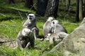 Family Hanuman Langur, Semnopithecus entellus in India is worshiped Royalty Free Stock Photo