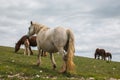 Family of happy horses in the italian mountain Royalty Free Stock Photo