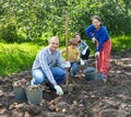 Family harvesting potatoes in field Royalty Free Stock Photo