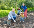 Family harvesting potatoes in garden Royalty Free Stock Photo