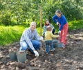 Family harvesting potatoes Royalty Free Stock Photo