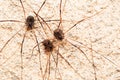 Family of Harvestman spider, Hadrobunus grandis, Bandhavgarh