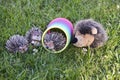 Family of hedgehogs and slinky on the lawn