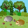 Family of hedgehogs walk on a forest glade