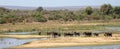 Family herd of African Elephants crossing the Sabi River in Kruger National Park in South Africa RSA Royalty Free Stock Photo