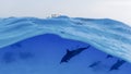 Family, a herd of dolphins on the high seas next to an anchored yacht Royalty Free Stock Photo