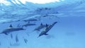 Family, a herd of dolphins on the high seas next to an anchored yacht Royalty Free Stock Photo