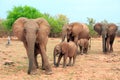 Herd of elephants against a natural bush background in Matusadona National Park, Zimbabwe Royalty Free Stock Photo