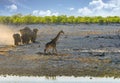 A herd of elephants in a rush to get to the waterhole with dust flying and a giraffe walking away Royalty Free Stock Photo