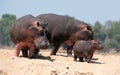 Family of hippopotamuses Royalty Free Stock Photo