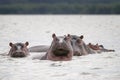 A family of hippos in the lake water