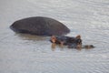 Family of hippos resting in water on a hot day Royalty Free Stock Photo