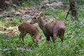 Family of Hog deer(Hyelaphus porcinus) Royalty Free Stock Photo