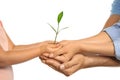 Family holding soil with green plant in hands Royalty Free Stock Photo