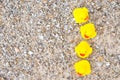 Family holiday concept with rubber ducks walking Royalty Free Stock Photo