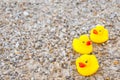 Family holiday concept with rubber ducks walking Royalty Free Stock Photo