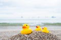 Family holiday concept with rubber ducks walking Royalty Free Stock Photo