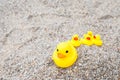 Family holiday concept with rubber ducks walking Royalty Free Stock Photo