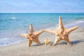 Family holiday concept - sea-stars walking on sand beach against